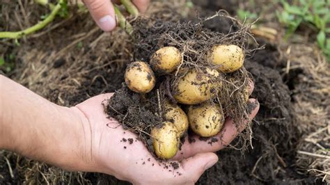 What Happens To Potato Crop Animal Farm